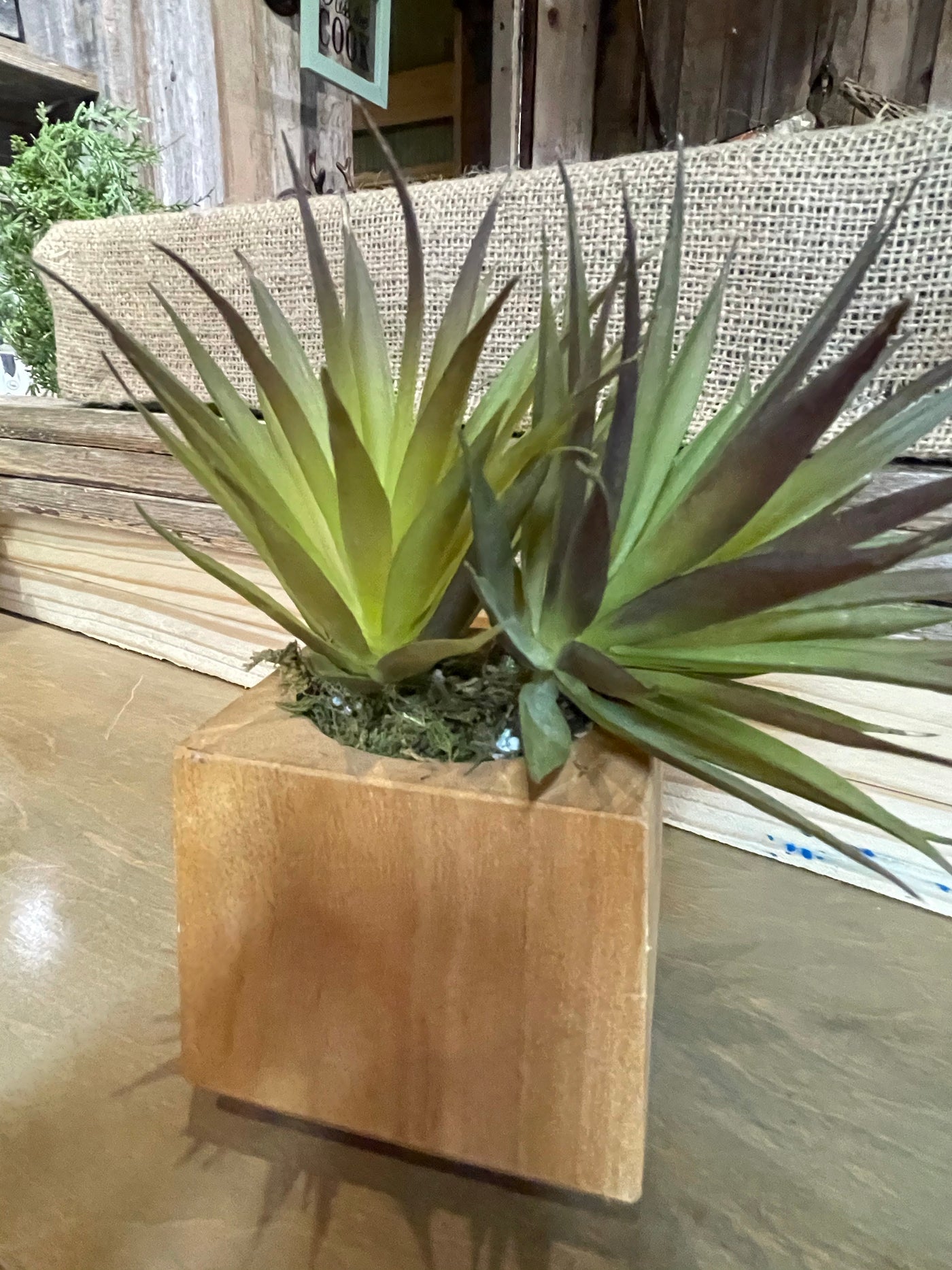 Wood Box Succulent